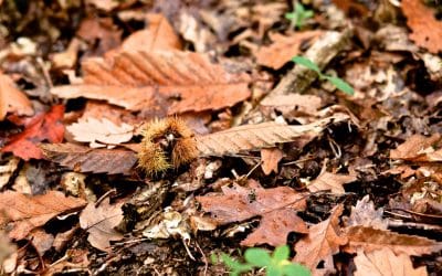 L’automne, cette période de transition…